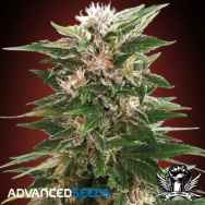 Advanced Seeds Kaya 47